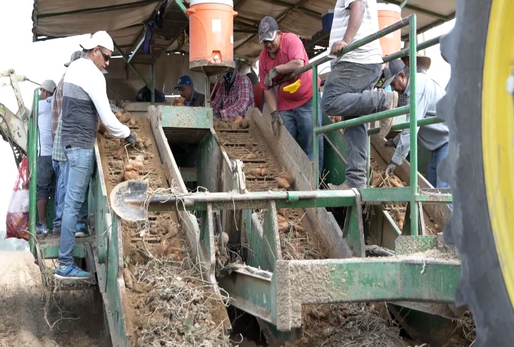 Weather soured Louisiana's sweet potato season